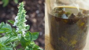 Quattro cose che puoi fare con i fiori che crescono sulle piante di basilico