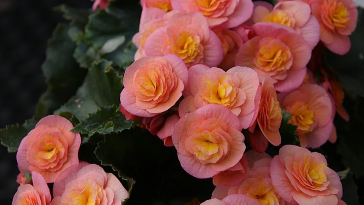 begonia