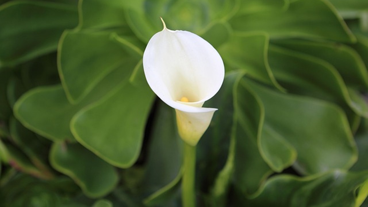 calla