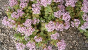 Crassula springtime, come prendersi cura di questo ibrido dai fiori stellati