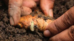 Curcuma in casa, la guida per coltivarla in modo facile