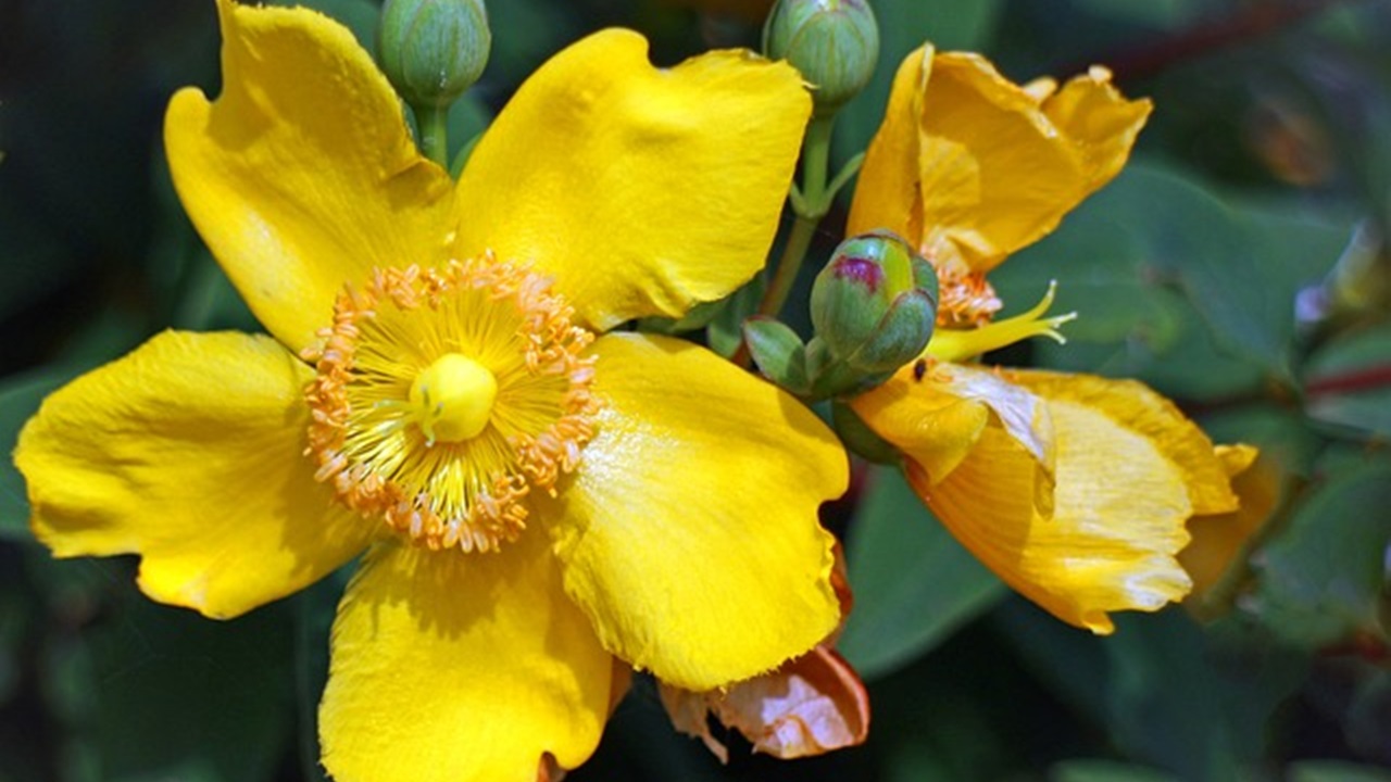 Hypericum perforatum