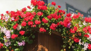 Quali fiori puoi piantare a marzo e aprile sul tuo balcone per un risultato che farà invidia all’intero vicinato