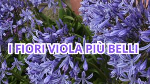 Il significato delle varietà più belle dei fiori viola