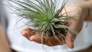 Questa pianta vive senza acqua e senza terra: realizza anche tu sorprendenti giardini aerei