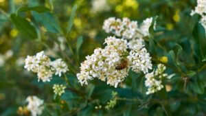 Il Ligustro può diventare il tuo alleato per la privacy nel giardino: come coltivarlo