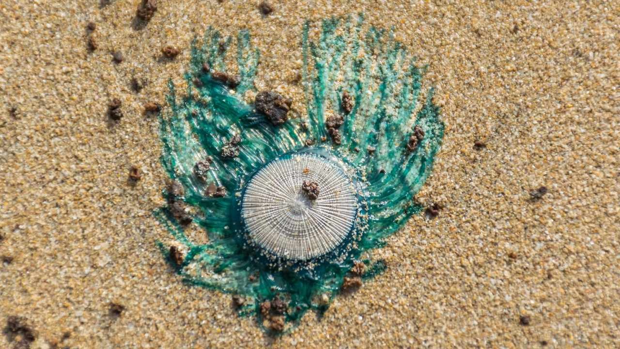 mare medusa bottone blu polipi