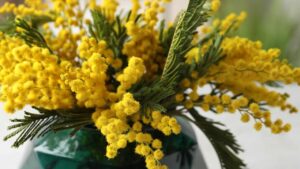 Come conservare le mimose per tanto tempo dopo la festa della donna