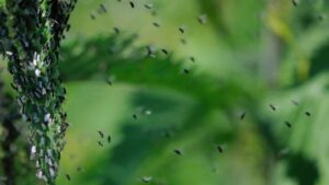 Come liberarti dei moscerini in casa, gli indesiderati ospiti delle tue piante