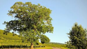 Perché non bisogna dormire sotto un albero di noci? Questa è la risposta