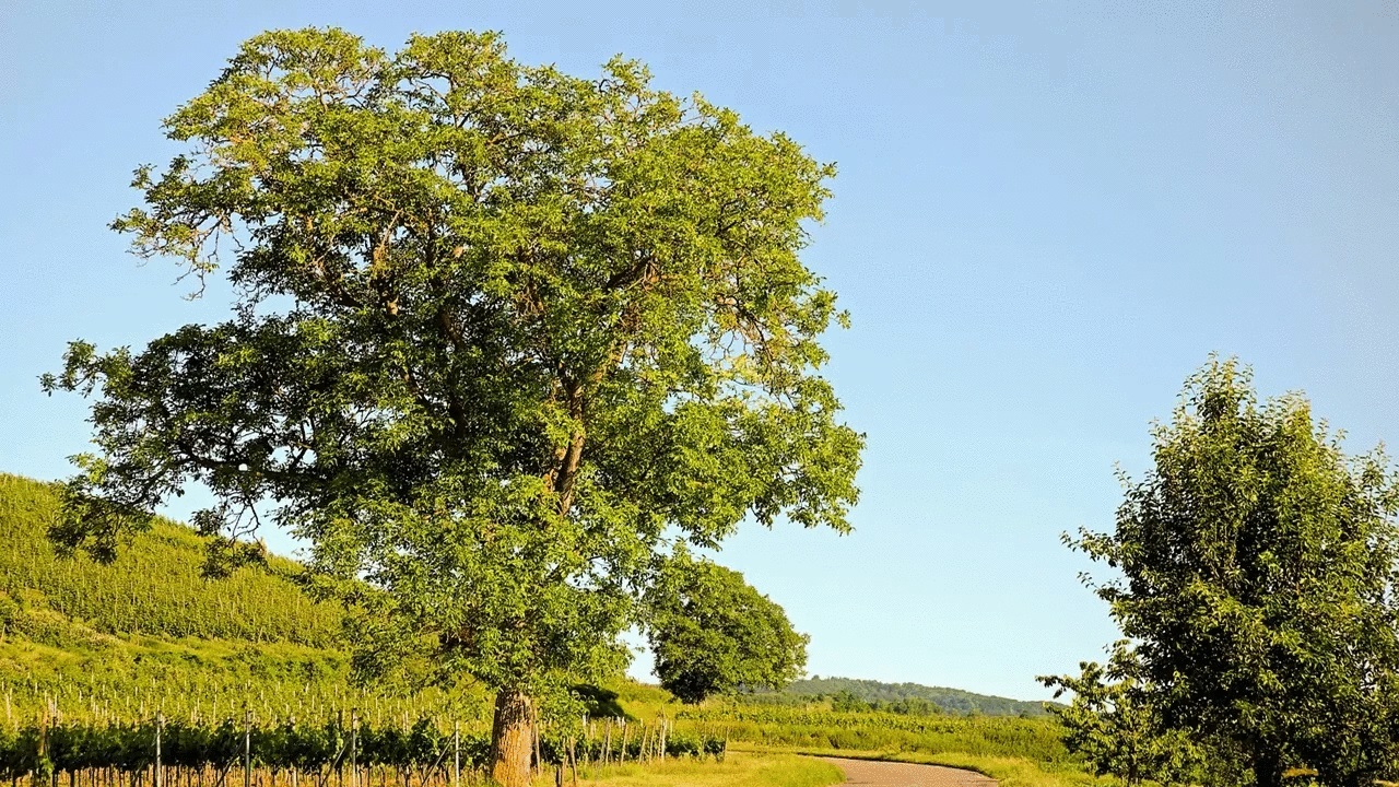 albero