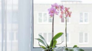 Orchidea per ogni occasione: come scegliere quale regalare e qual è il suo significato