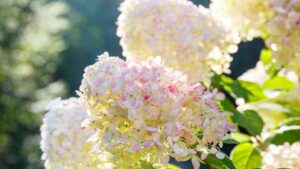 Farà splendere il tuo giardino per tutto l’anno: come prenderti cura dell’Ortensia paniculata