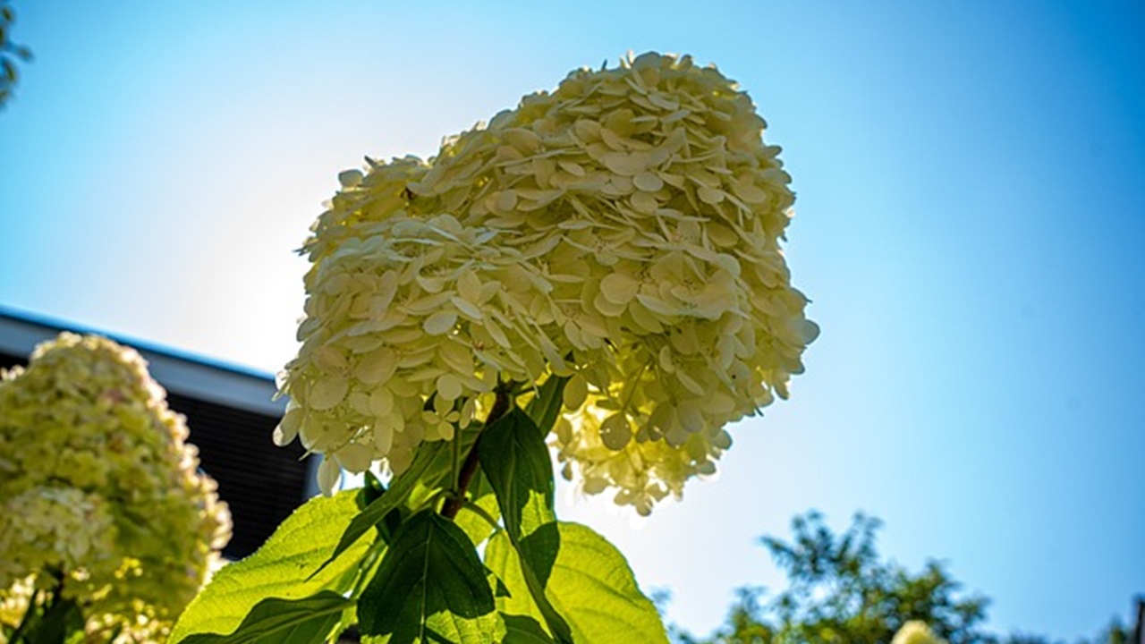 planta com flores