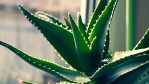 10 piante da interno per purificare l’aria