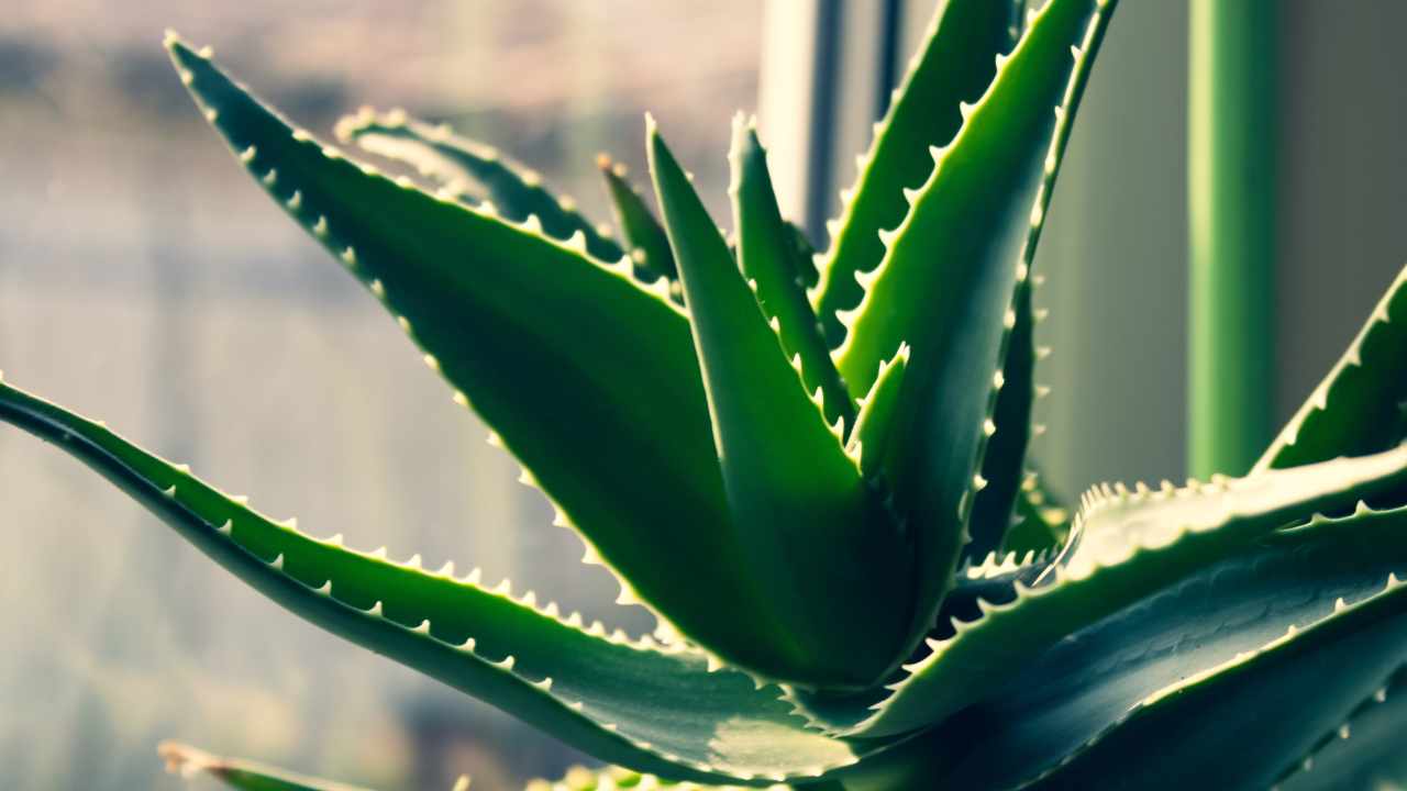 aloe vera