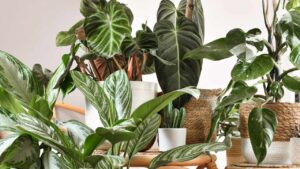 Li chiamano i “segreti verdi”: come evitare (e risolvere) i problemi più comuni delle tue piante da appartamento