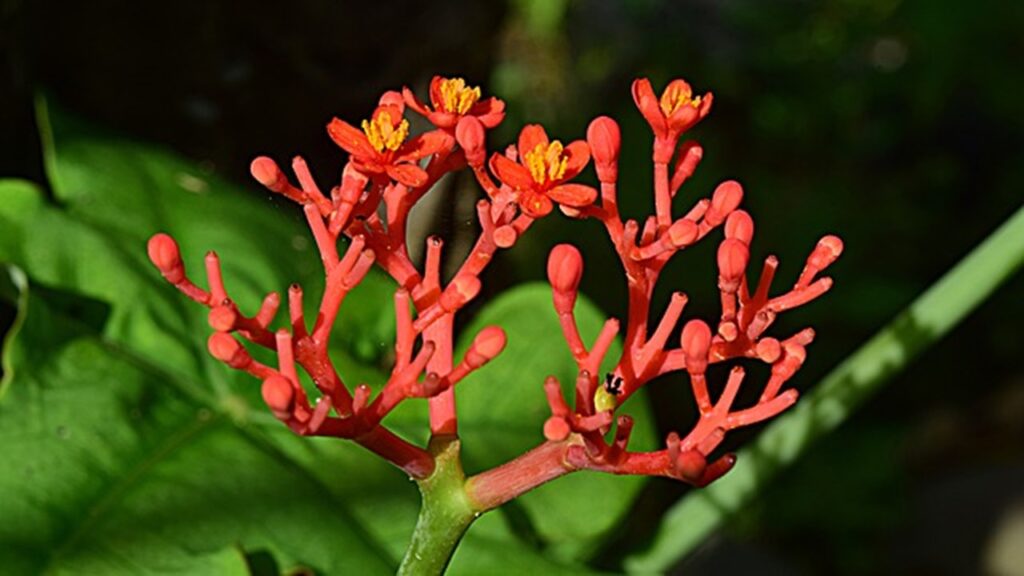 fiore di ginseng