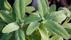 Crescerà sempre rigogliosa: come potare la salvia