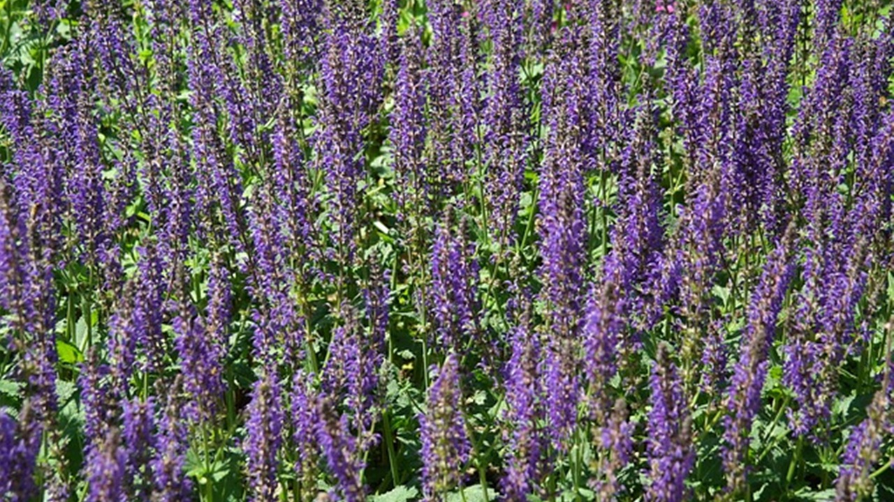 fiori di salvia