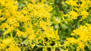 Questa è la pianta grassa dai fiorellini gialli che stavi cercando per il tuo giardino