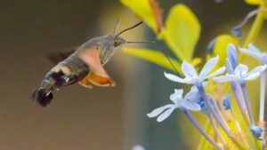 No, non è un colibrì quello nel tuo giardino: ecco di cosa si tratta