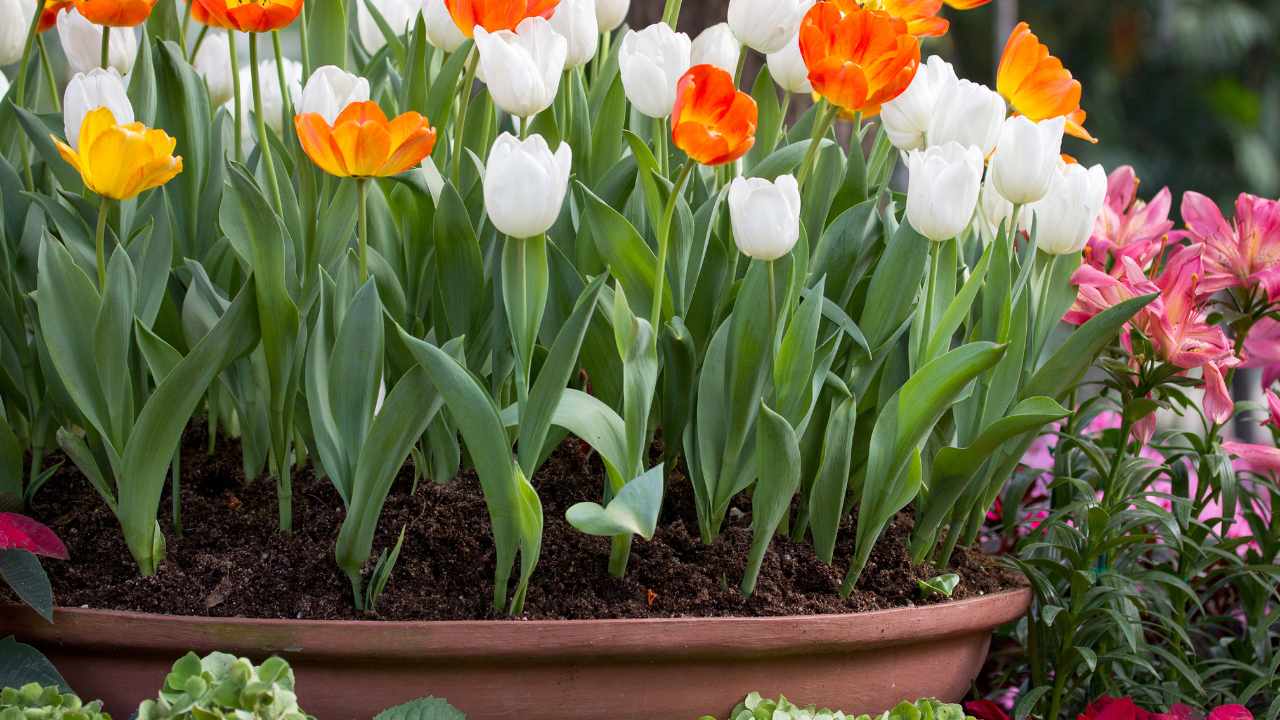 vaso di fiori