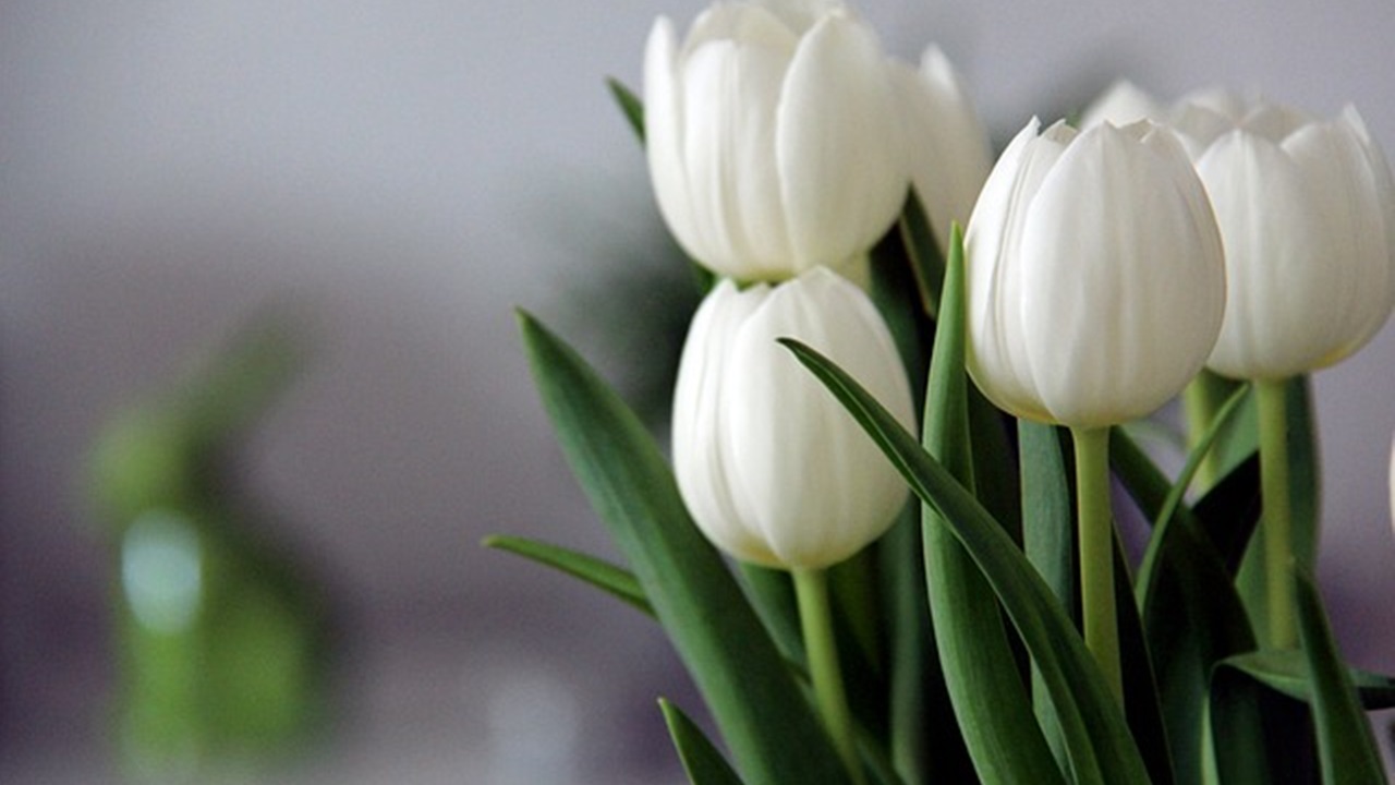 tulipani bianchi