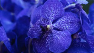 In natura esiste solo una tipologia di colore blu di questo fiore: ecco cosa devi sapere