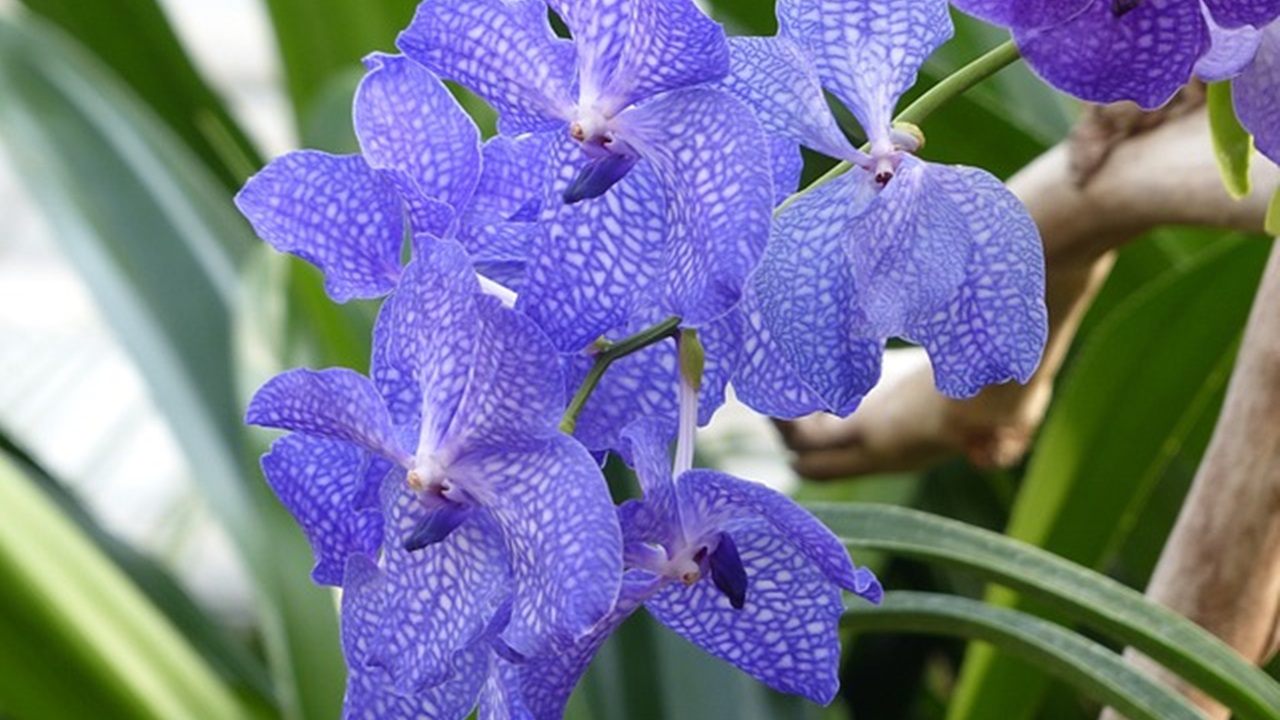 orchidea