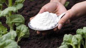Il bicarbonato di sodio è il migliore amico dei giardinieri: 10 usi intelligenti in giardino