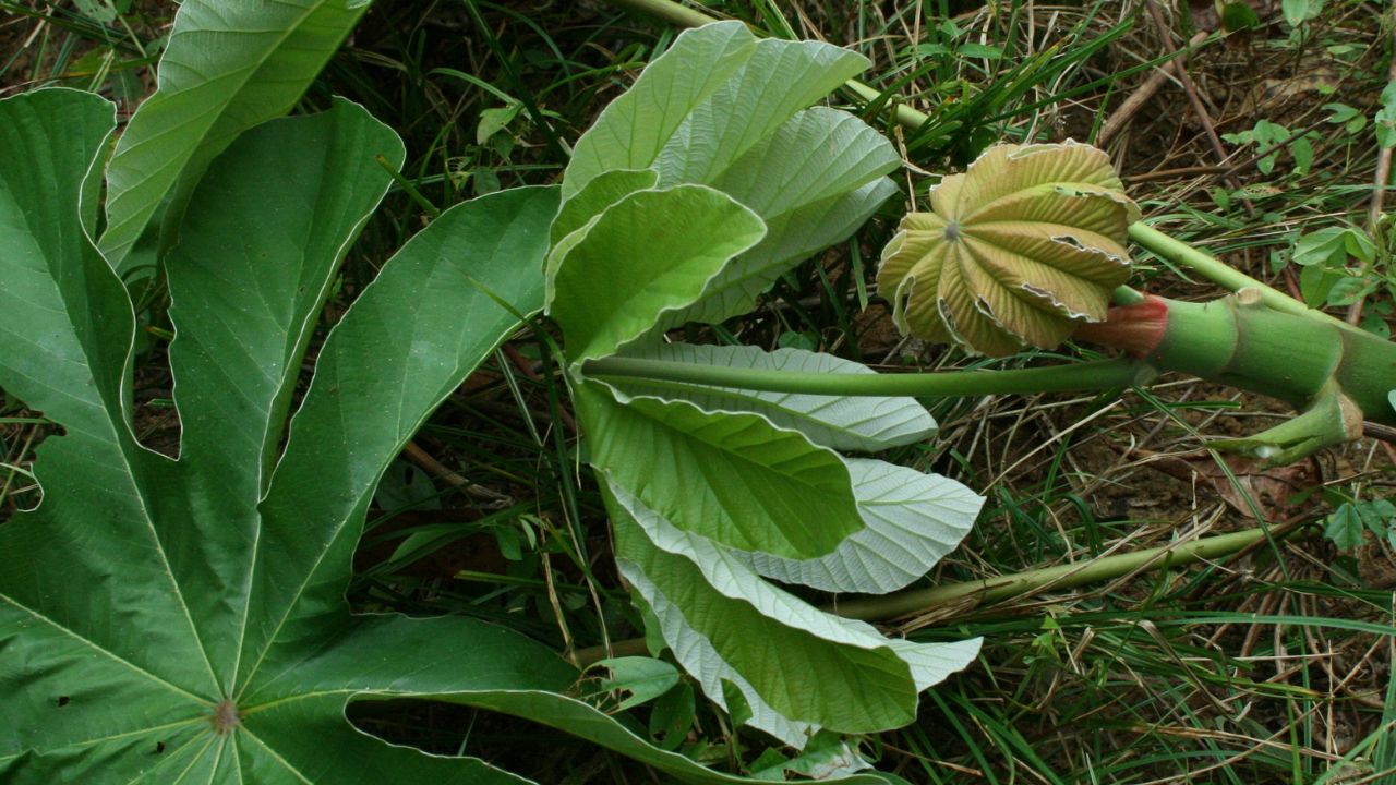 Foglie Cecropia peltata