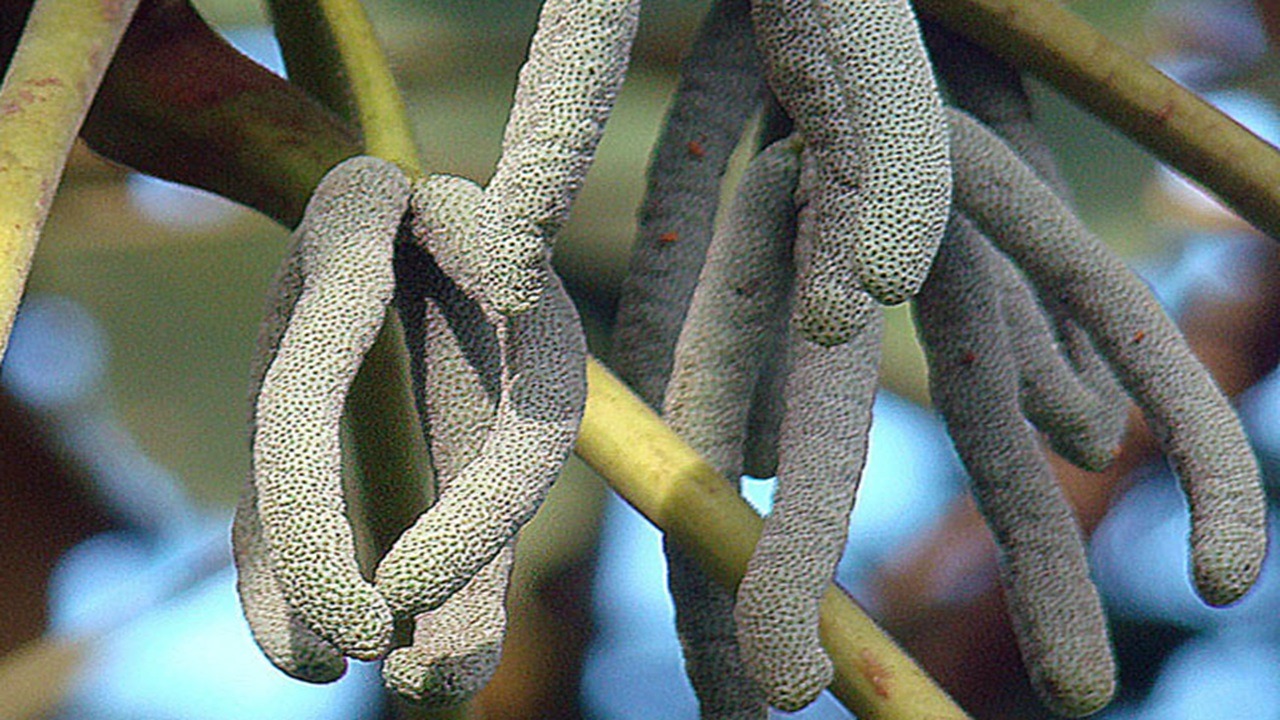 Primo piano Cecropia peltata