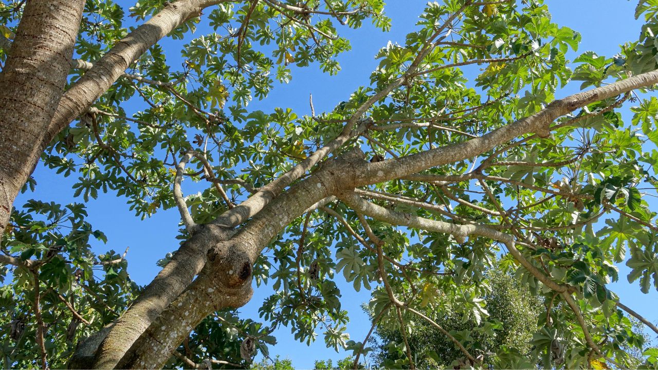 Pianta Cecropia peltata