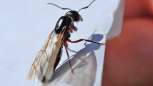 Perché le formiche con le ali entrano in casa? Come risolvere il problema una volta per tutte