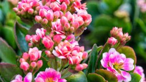 È questa la pianta grassa perfetta per l’interno, con foglie carnose e bellissimi fiori