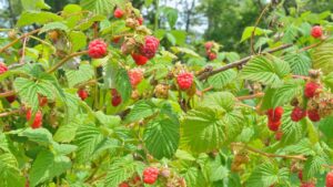 Lamponi in primavera, come nutrirli nel modo giusto