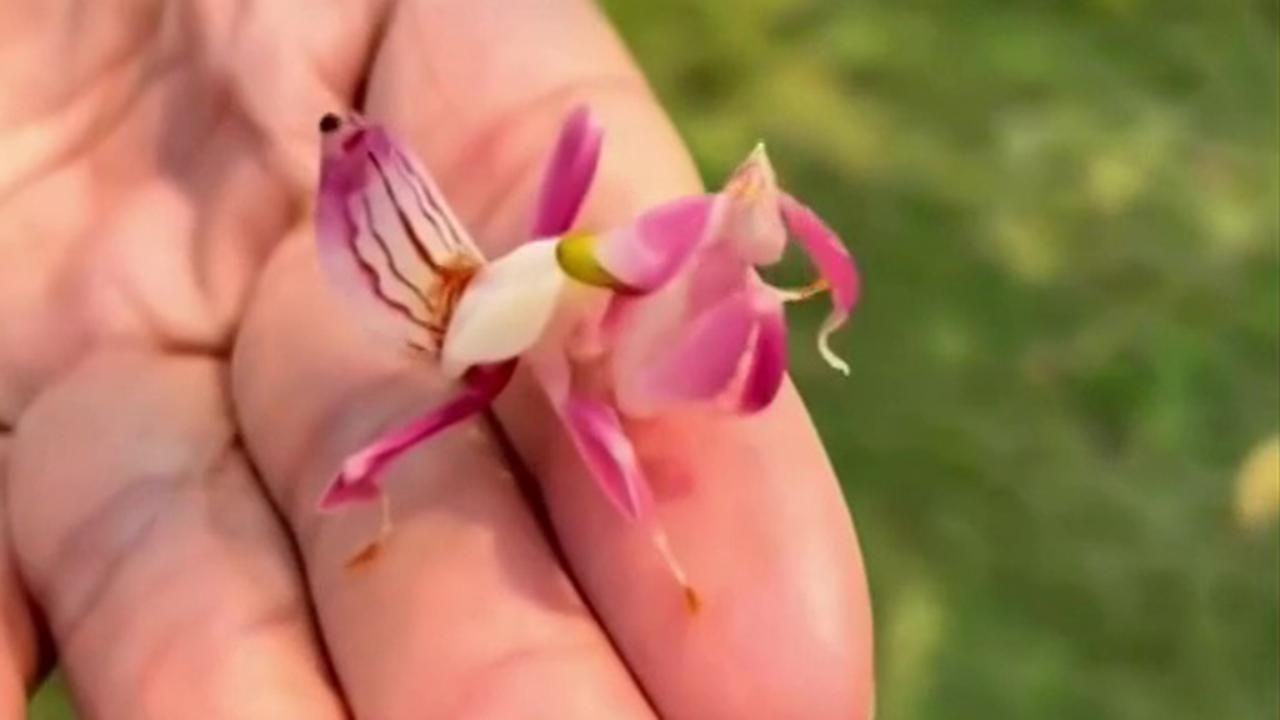 Hymenopus coronatus sulla mano