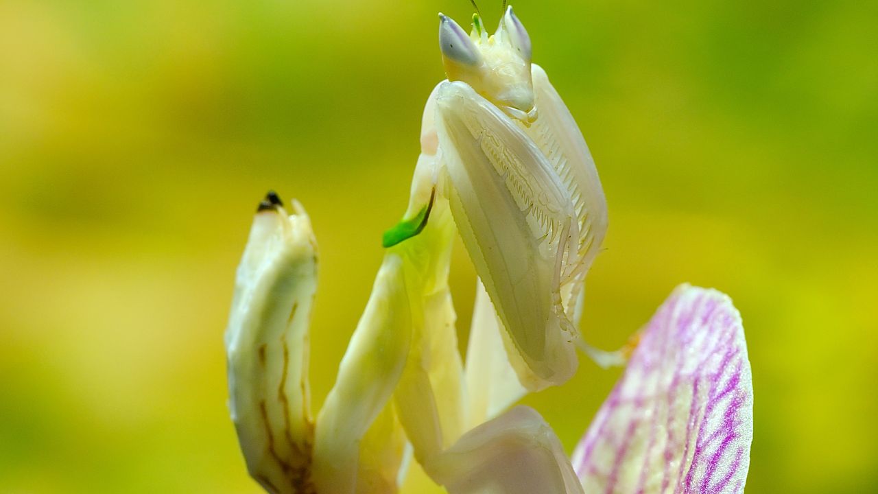 Hymenopus coronatus