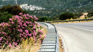 Ti sei mai chiesto perché in autostrada troviamo spesso gli oleandri? C’è un motivo preciso e solo in pochi lo conoscono