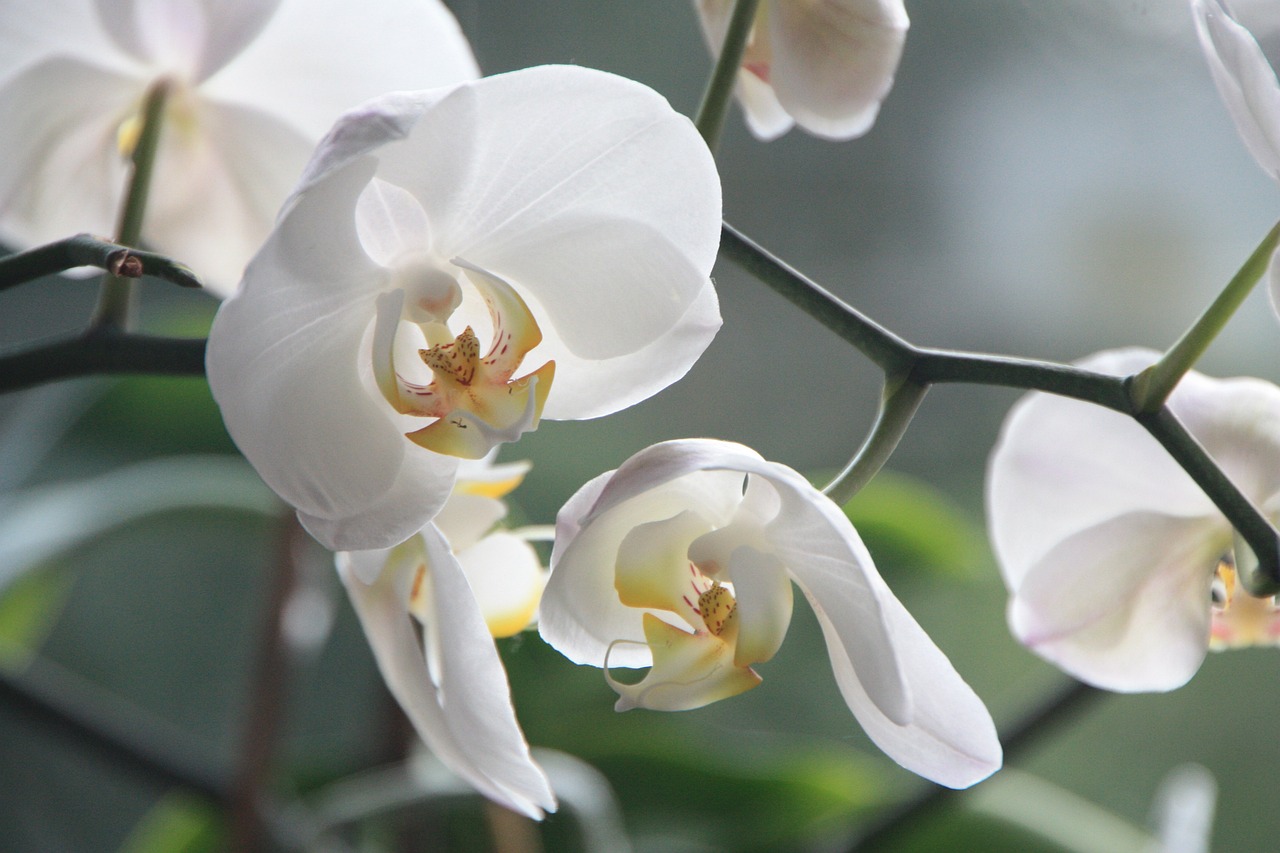 Orchidea di colore bianco