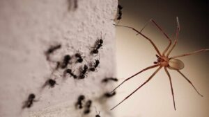 Non solo zanzare, formiche o scarafaggi, con questo metodo terrai lontani dalla tua casa anche i ragni