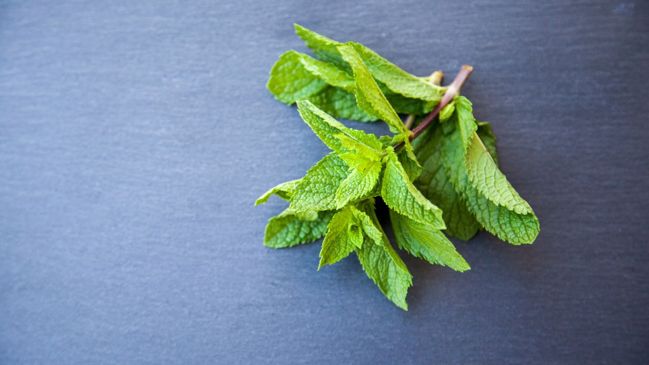 Foglie di menta