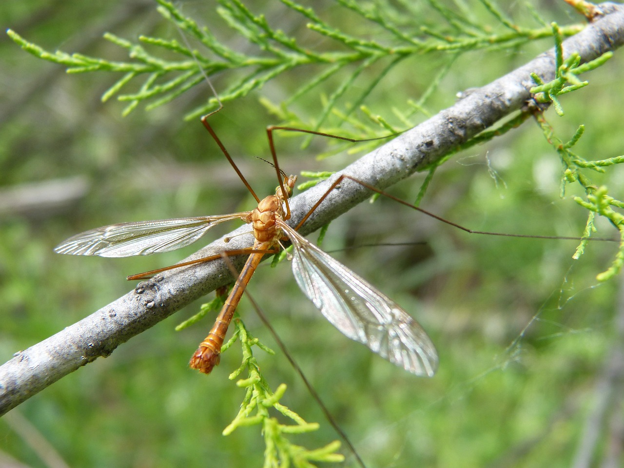 Tipula sul ramo