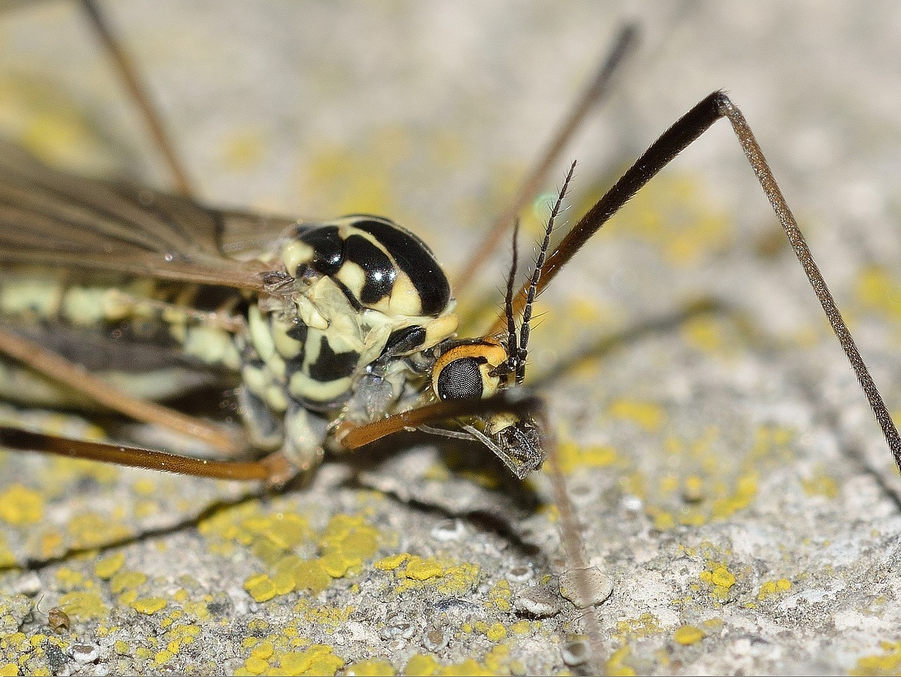 Primo piano tipula