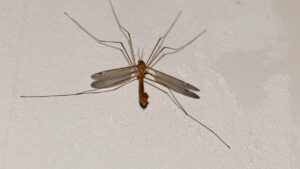 Hai mai visto questa zanzara gigante? È pericolosa? Tutto quello che dovresti sapere