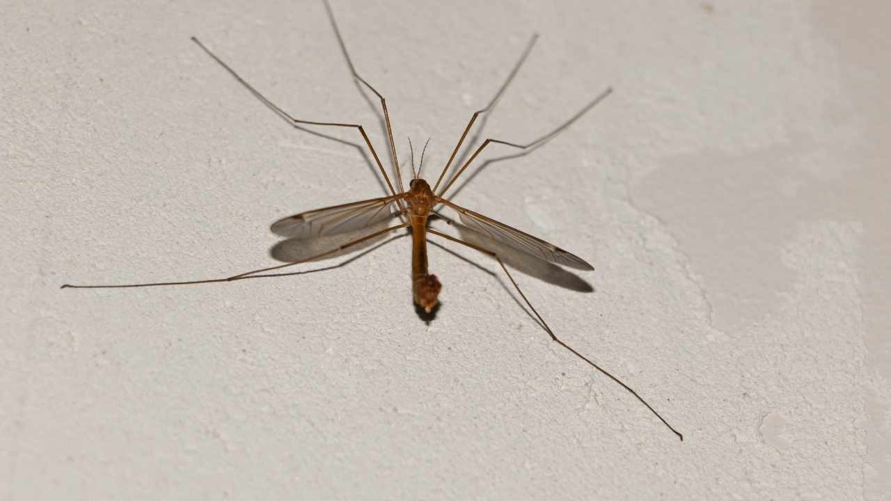 Tipula