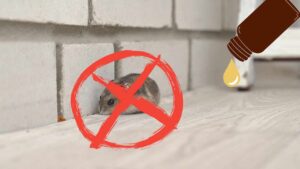 7 modi naturali per tenere i topi lontani dalla tua casa