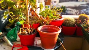 10 alberi perfetti da coltivare in vaso sul tuo balcone