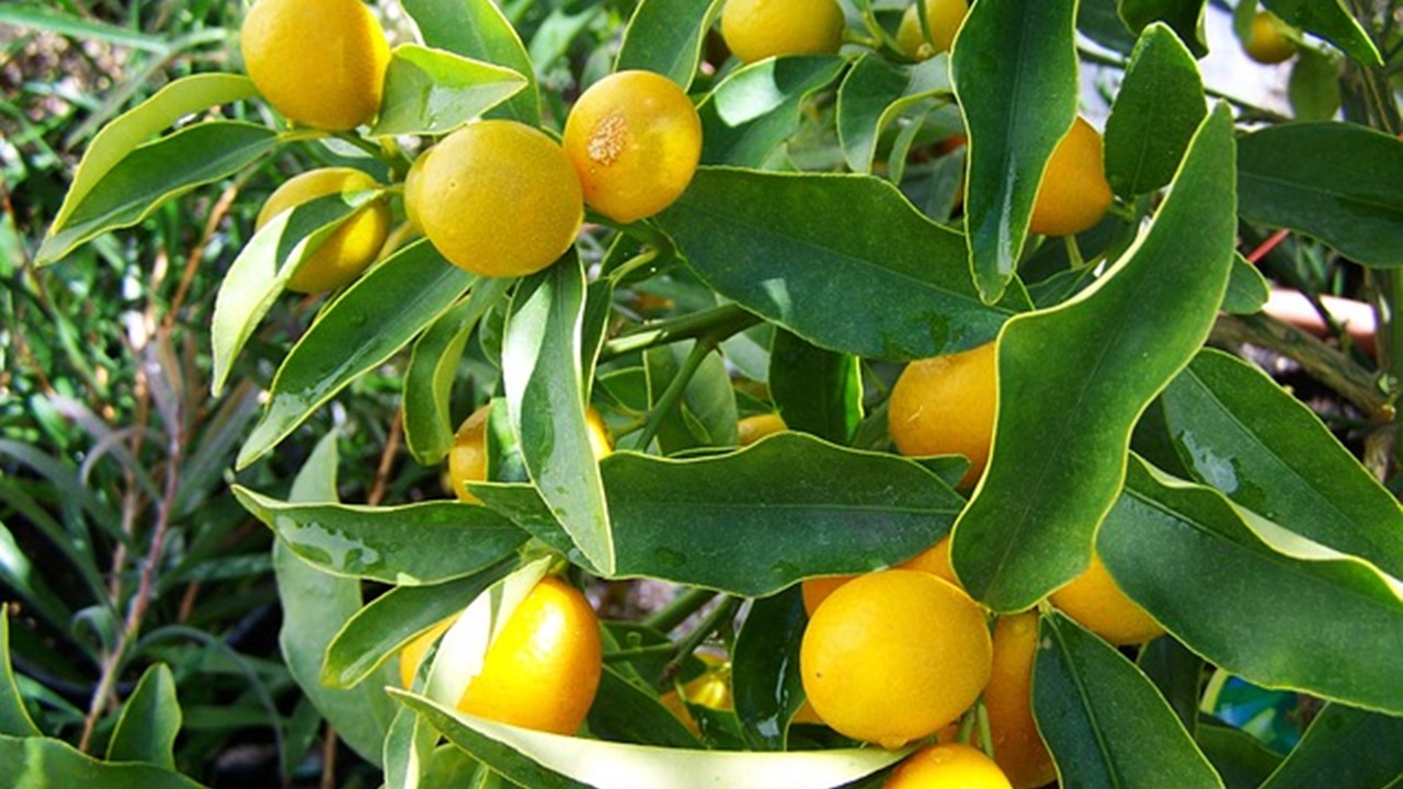 albero di limoni